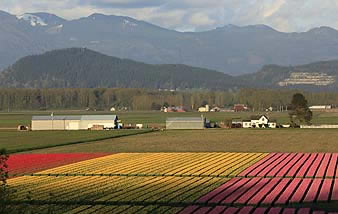 Skagit Valley Tulip Festival